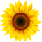 Kaz_Creations Deco Flowers Sunflower Flower - δωρεάν png κινούμενο GIF