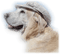dog, Pelageya - PNG gratuit GIF animé