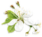 Kaz_Creations Spring Flowers - png gratis GIF animasi
