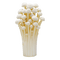 mushrooms - PNG gratuit GIF animé