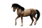 horse katrin - PNG gratuit GIF animé