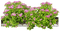 plants katrin - besplatni png animirani GIF