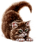 Kitten.Brown.White - 免费PNG 动画 GIF