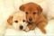 petits chiots - Free PNG Animated GIF