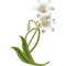 Lily Flowers - darmowe png animowany gif