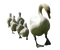 pato - Free PNG Animated GIF