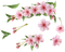 Kaz_Creations Flowers Flower Branch - zadarmo png animovaný GIF