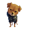 Dog in Leather Jacket - Bezmaksas animēts GIF animēts GIF