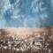 background field blue brown glitter spring summer - Free animated GIF Animated GIF