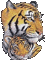 Tiger - Бесплатный анимированный гифка анимированный гифка