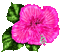 Animated.Flower.Pink - By KittyKatLuv65 - Darmowy animowany GIF animowany gif