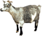 Kaz_Creations Goat - besplatni png animirani GIF
