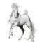 Horse White - Bogusia - gratis png geanimeerde GIF