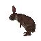 test lapin - Darmowy animowany GIF