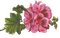 spring pink flowers 4 - gratis png animerad GIF