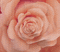 image encre animé effet fleur rose edited by me
