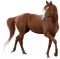 häst-----horse - PNG gratuit GIF animé