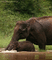 elephant - Безплатен анимиран GIF анимиран GIF
