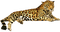 jaguar bp - ilmainen png animoitu GIF