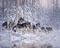 Loups ** - Δωρεάν κινούμενο GIF κινούμενο GIF