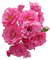 rosado - bezmaksas png animēts GIF