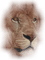 lion.Cheyenne63 - PNG gratuit GIF animé