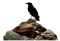 corbeau rocher - GIF animé gratuit