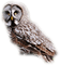 Tournesol94 oiseau - Free PNG Animated GIF