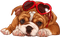 dog wearing glasses bp - zdarma png animovaný GIF