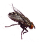 Fliege - PNG gratuit GIF animé