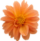 Kaz_Creations Deco Flowers Flower Orange