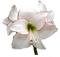 flori - besplatni png animirani GIF