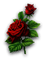 ROSES - Free PNG Animated GIF