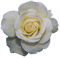 white rose - бесплатно png анимированный гифка