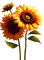 Flores girasoles - png gratuito GIF animata