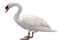 duck katrin - Free PNG Animated GIF