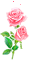 Roses - GIF animado gratis GIF animado