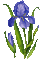Iris. Flowers - GIF animé gratuit GIF animé