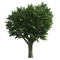 tree - ücretsiz png animasyonlu GIF
