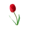 kikkapink deco scrap red tulip flower - gratis png animerad GIF
