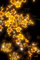 Fond.Background.Fleurs.yellow.Victoriabea - GIF animado grátis Gif Animado