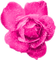 Glitter.Rose.Pink - zdarma png animovaný GIF