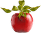 soave deco fruit apple red green - ilmainen png animoitu GIF