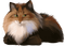 Gato angora café - Free PNG Animated GIF