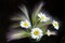 fond avec fleur.Cheyenne63 - Free PNG Animated GIF