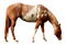 Cheval ** - Free PNG Animated GIF