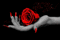laurachan  hand rose - Δωρεάν κινούμενο GIF κινούμενο GIF