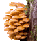 glitter mushrooms - Бесплатный анимированный гифка анимированный гифка