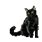 chat noir black cat gif