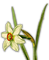 Daffodil - png gratis GIF animasi